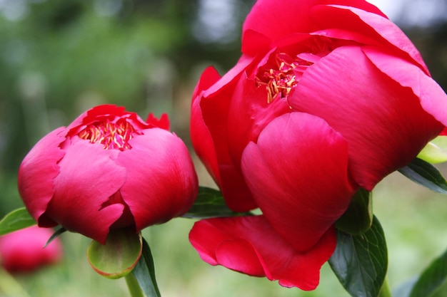 Lindas peônias rosa