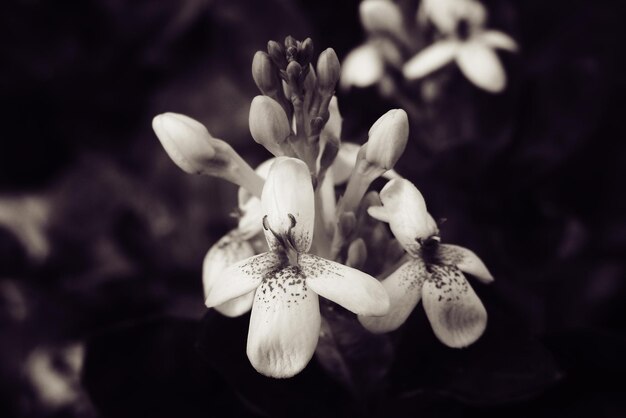 Foto lindas pequenas flores brancas no jardim em close-up