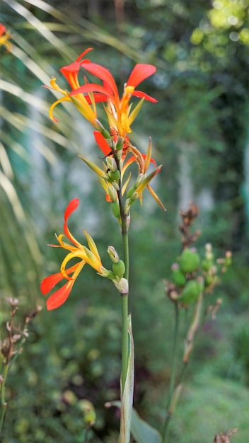 Lindas pequenas flores de Canna generalis também conhecidas como Canna lily ou Common garden canna