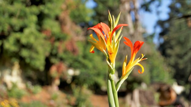 Lindas pequenas flores de Canna generalis também conhecidas como Canna lily ou Common garden canna