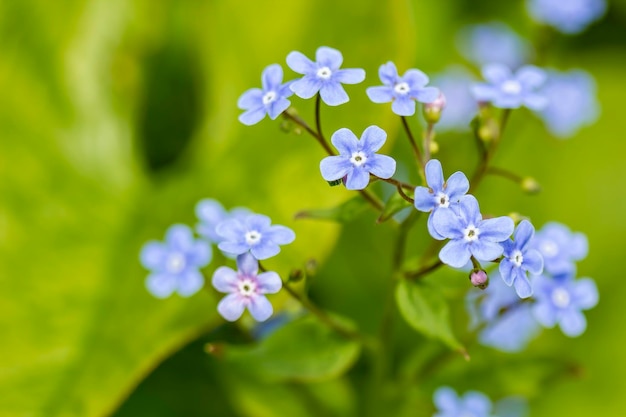 Lindas pequenas flores de miosótis myosotis na tarde de primavera closeup