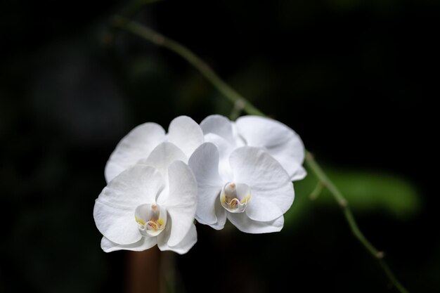 Lindas pétalas brancas de uma flor de orquídea em um fundo escuro em uma estufa Orquídea crescente