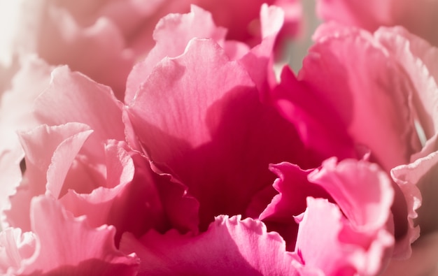Lindas pétalas delicadas do close up da flor de ciclame
