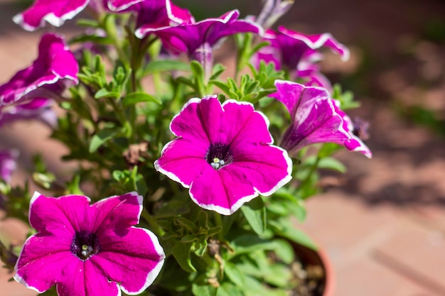 Foto lindas petúnias florescendopetúnias no verão durante a floração