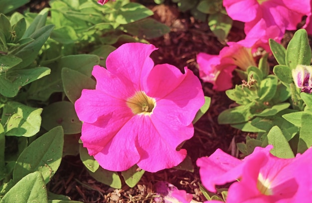 Lindas petúnias rosa choque florescendo na luz do sol