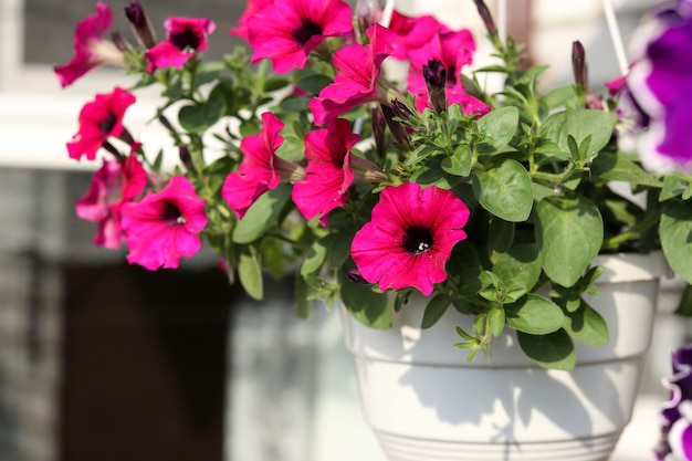 Lindas petúnias rosa decorativas em vasos pendurados ao ar livre