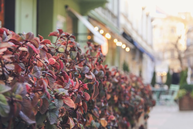 Lindas plantas como decoração de restaurante luzes desfocadas ao ar livre