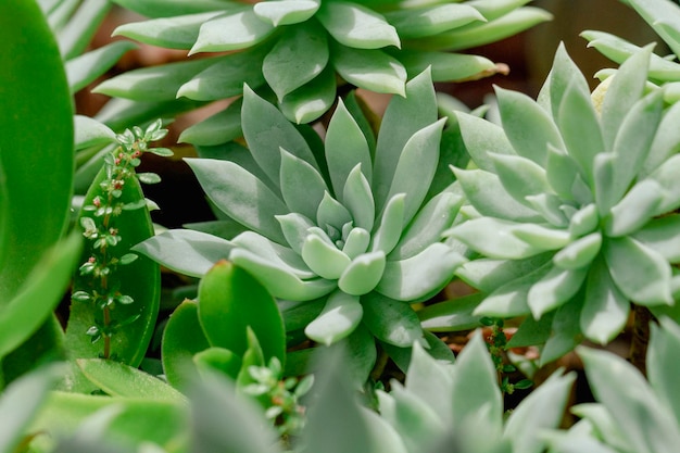 Lindas plantas da suculenta família closeup