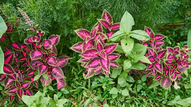 Lindas plantas de casa de coleus crescem frescas