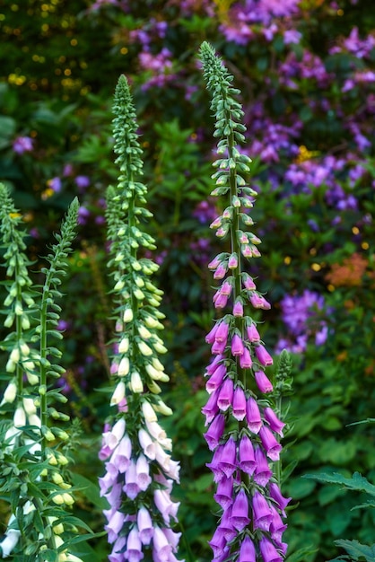 Lindas plantas de flores coloridas em plena floração em um jardim ou campo de grama de uma floresta na primavera ou verão Closeup de dedaleiras comuns crescendo na natureza cercada por árvores e folhas verdes