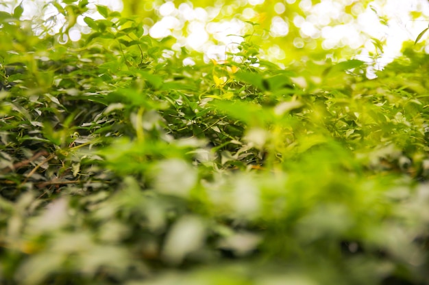 Lindas plantas de hera na parede ao ar livre Folhas verdes