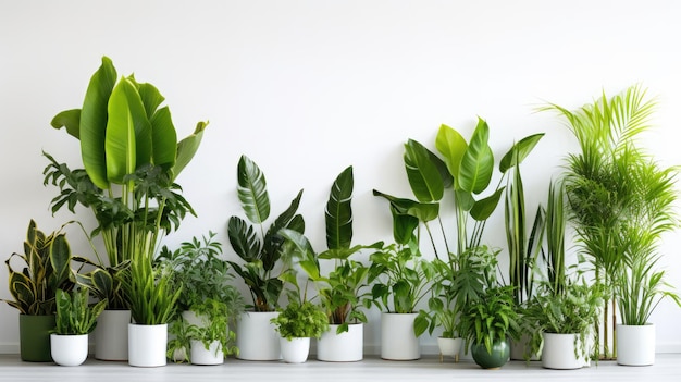 Lindas plantas de interior exuberantes, verdes e suculentas no interior da sala