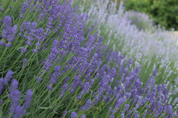 Lindas plantas de lavanda florescendo crescendo no campo