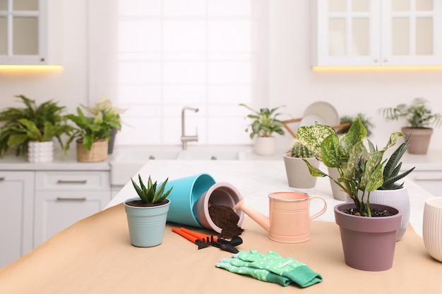 Lindas plantas domésticas e ferramentas de jardinagem na mesa no espaço da cozinha para texto