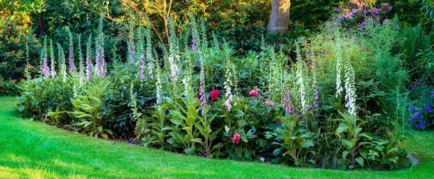 Lindas plantas e flores coloridas e naturais crescendo em um jardim verde durante a primavera Perenes com pétalas vibrantes florescendo e florescendo em um parque brilhante e tranquilo durante o verão