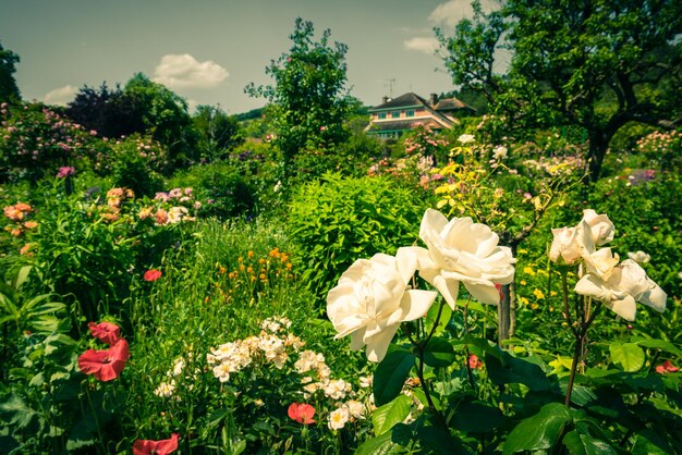 Lindas rosas brancas desbotadas em um jardim Foto filtrada