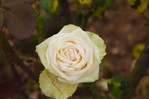 Lindas rosas colurful (pétalas, folhas, broto e uma flor aberta)