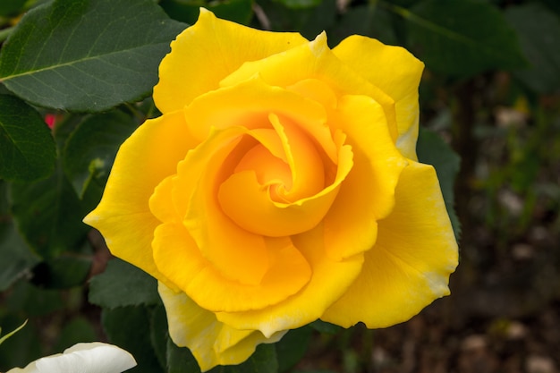 Lindas rosas colurful (pétalas, folhas, broto e uma flor aberta)