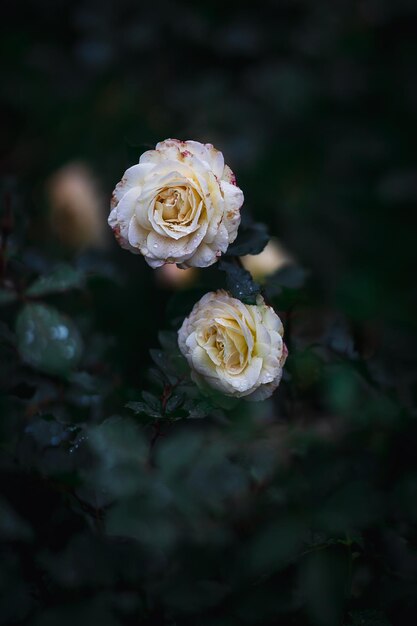 Lindas rosas com papel de parede natural de fundo de folhagem escura photo