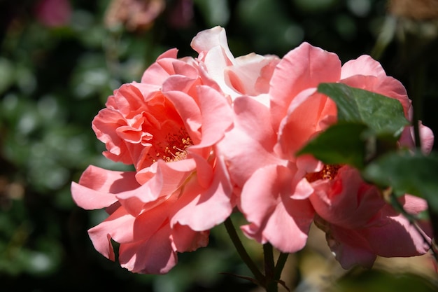 Lindas rosas cor de laranja estão florescendo no jardim