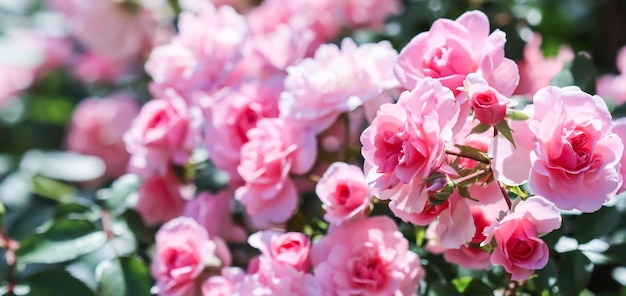 Lindas rosas cor de rosa bonica no jardim, perfeitas para o fundo de cartões comemorativos