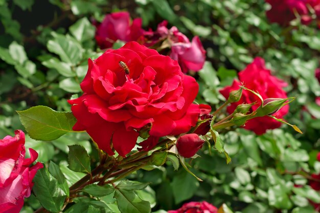 Lindas rosas cor de rosa crescendo no jardim