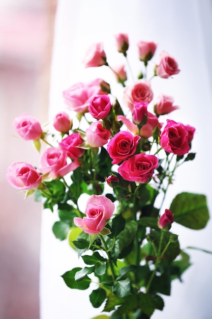 Lindas rosas cor de rosa em fundo brilhante