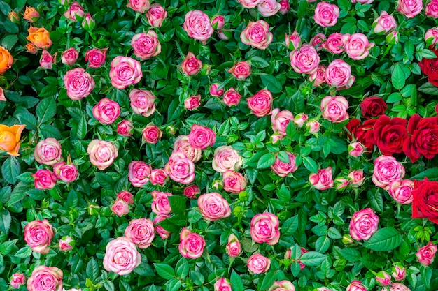 Foto lindas rosas cor de rosa. fundo natural festivo floral.