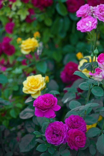 Lindas rosas de escalada no jardim de verão com fundo branco Foco suave