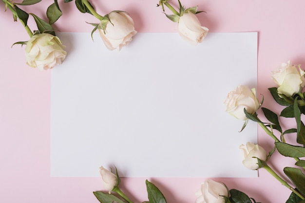 Lindas rosas em papel em branco contra um fundo rosa