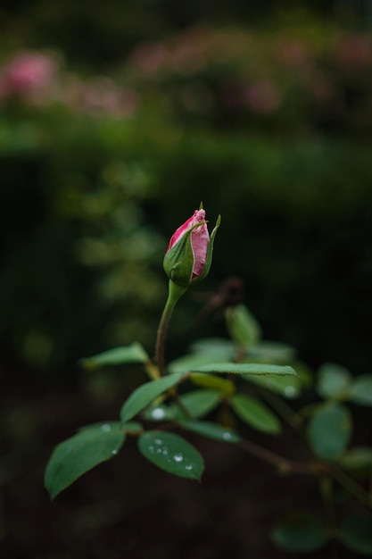 Lindas rosas em rosas de jardim para o dia dos namorados