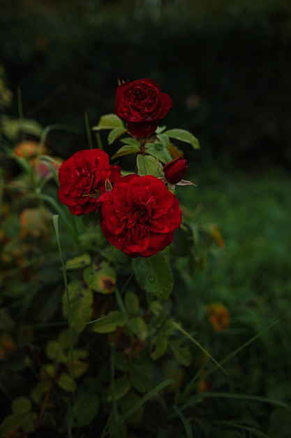 Lindas rosas em rosas de jardim para o dia dos namorados