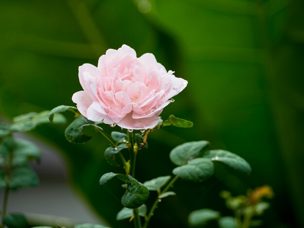 Lindas rosas em um jardim ao ar livre