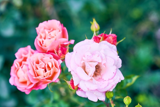 Lindas rosas florescendo no jardim close-up, foco seletivo. Closeup botões de rosas no fundo da vegetação.