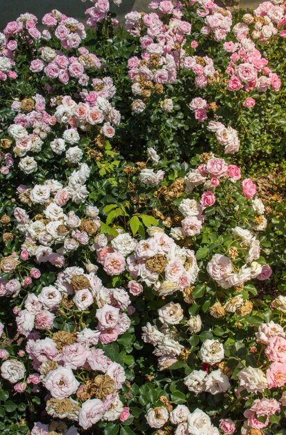 Lindas rosas frescas como fundo de primaveraxAxA