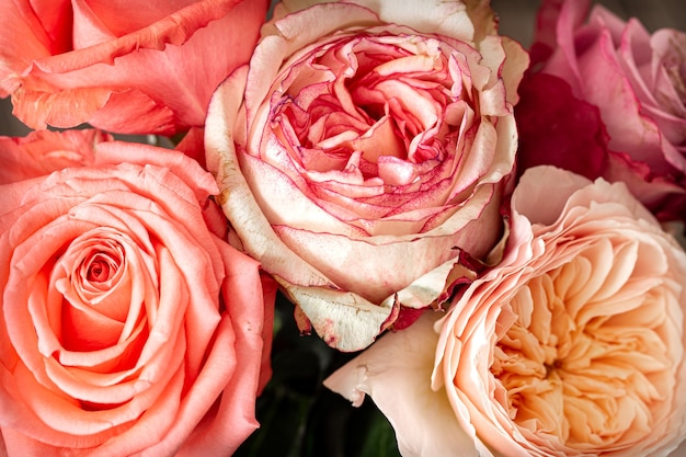 Lindas rosas frescas de cores diferentes close-up, fundo floral.