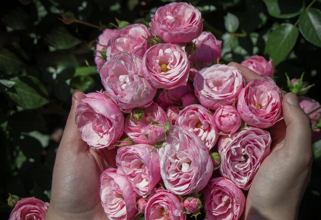 Lindas rosas frescas na mão