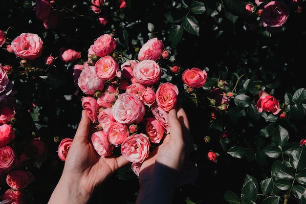 Lindas rosas frescas na mão