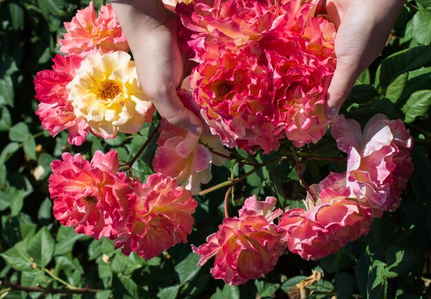 Lindas rosas frescas na mão