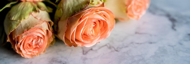 Lindas rosas inglesas flores sol lindas rosas cor de rosa espessas em forma de peônia dia dos namorados o c