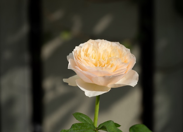 Lindas rosas laranja flor com luz do sol da manhã no jardim ao ar livre