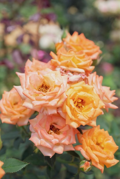 Lindas rosas naturais frescas em um jardim de flores