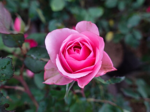 lindas rosas no jardim