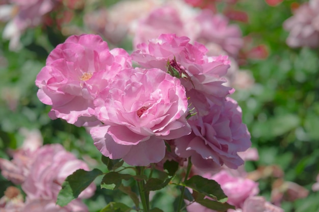 Lindas rosas roxas estão florescendo no jardim