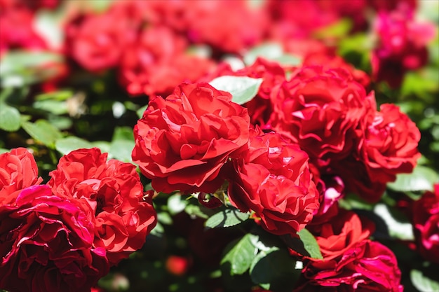 Lindas rosas vermelhas em um jardim matinal de verão