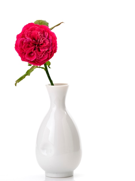 Lindas rosas vermelhas em vaso branco em branco