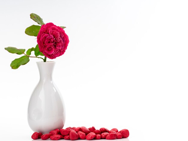 Lindas rosas vermelhas em vaso branco em branco