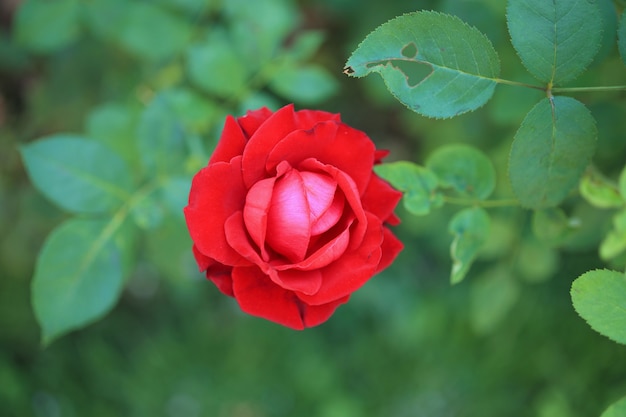 Lindas rosas vermelhas florescem no jardim