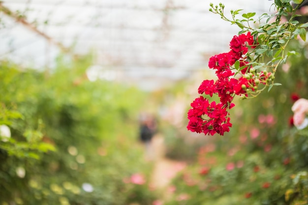 Lindas rosas vermelhas florescem no jardim