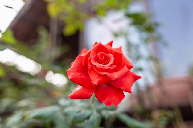 Lindas rosas vermelhas florescendo no jardim de rosas